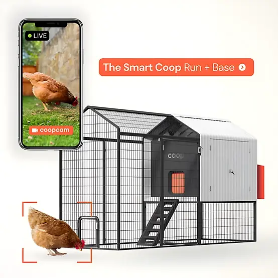 Coop